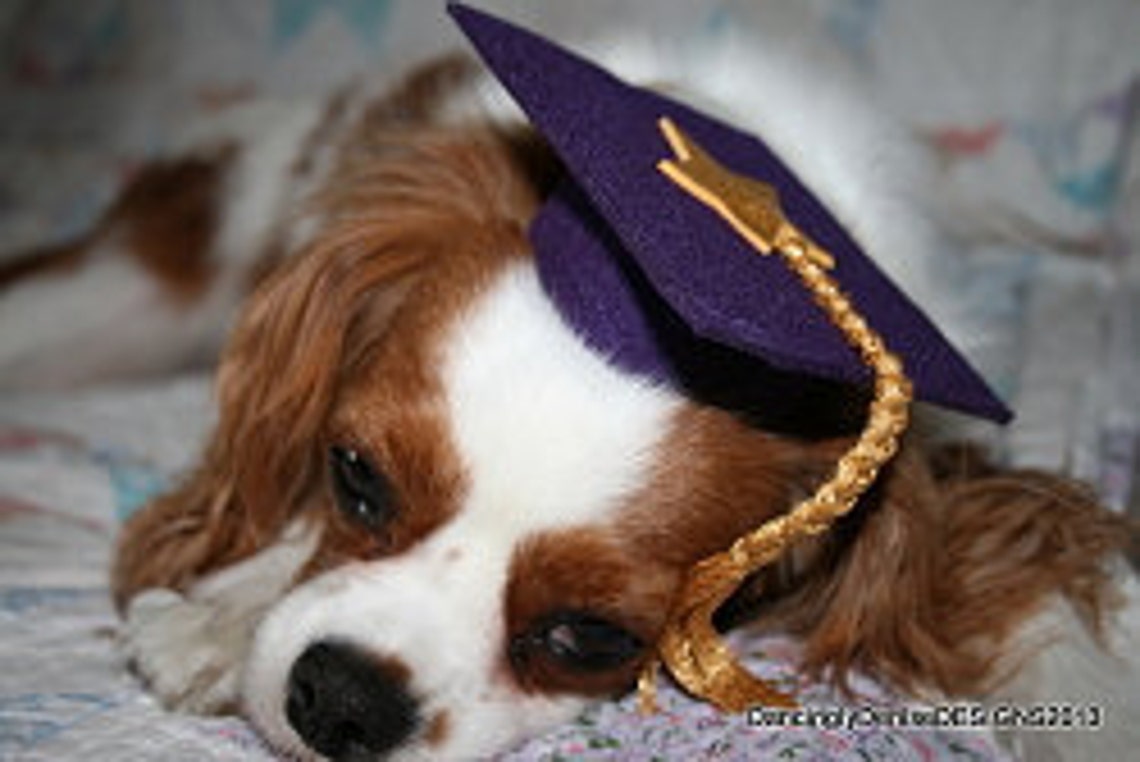 Dog Graduation Cap / Graduation Hat Costume Etsy