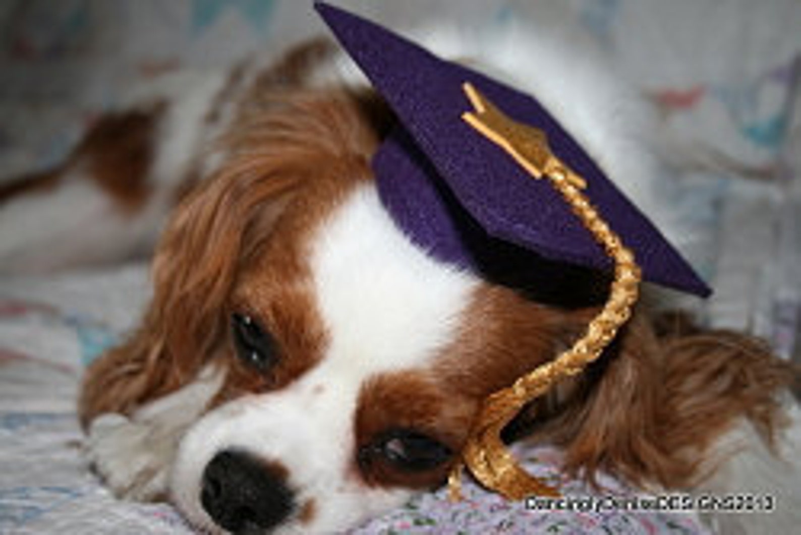 Dog Graduation Cap / Graduation Hat Costume Etsy