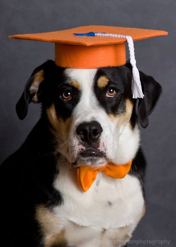 Dog Trainer S Set Of 3 Graduation Caps Etsy Dog Trainer S Set Of 3 Graduation Caps Etsy