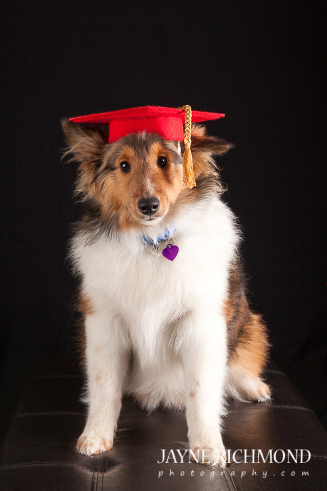 Dog Trainer's Set of 3 Graduation Caps Etsy