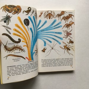 May include: An open book page featuring a colorful scientific diagram of arthropods. The illustration displays various insects, spiders, and crustaceans connected by branching arrows, with text labels identifying each species and group classification.