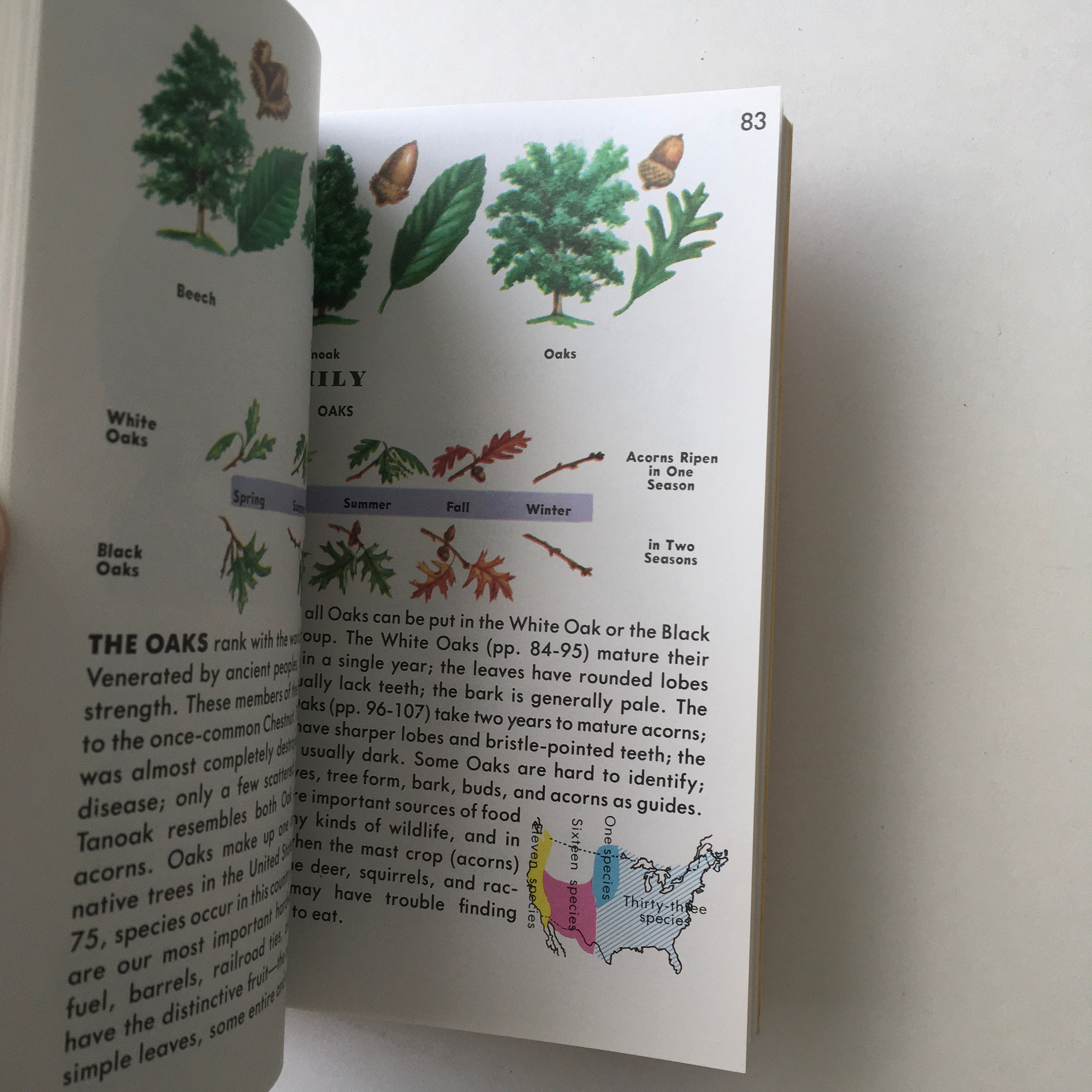 TREES Book / Vintage Golden Guide 24494 W/trees in Full Color Etsy