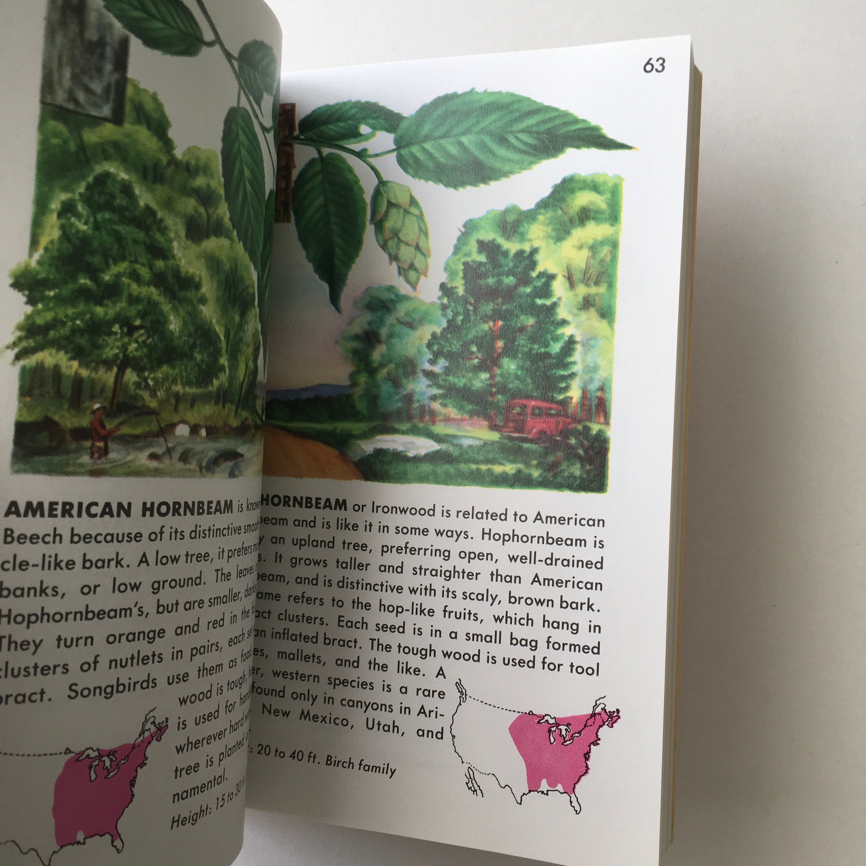 TREES Book / Vintage Golden Guide 24494 W/trees in Full Color Etsy