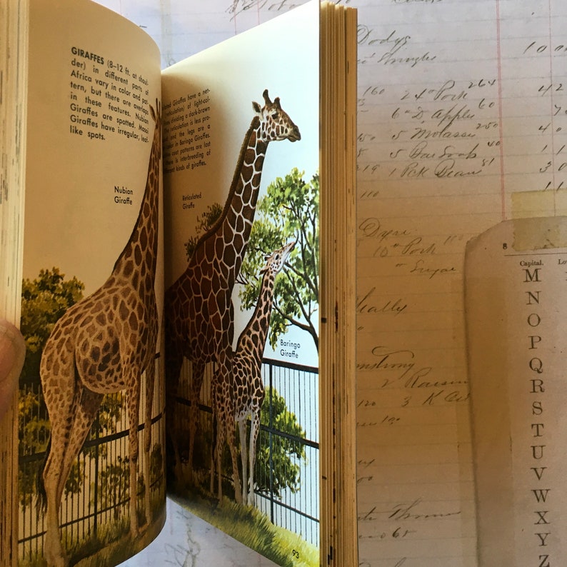 Animal Book / Vintage ZOO Animals Golden NATURE Guide 24019 Etsy