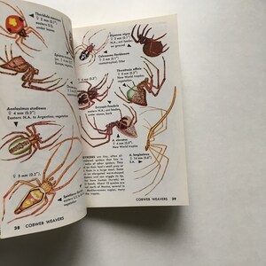 May include: An open book page titled COBWEAVERS 38 and 39 featuring detailed color illustrations of various spider species. Each spider is labeled with its scientific name, size in inches, and geographic range, including text descriptions.