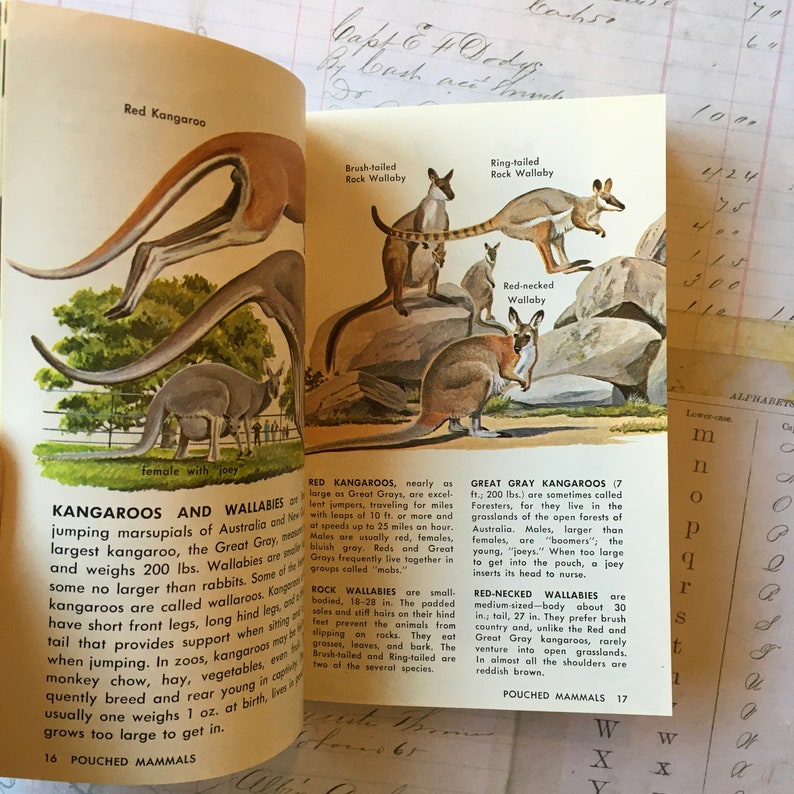 Animal Book / Vintage ZOO Animals Golden NATURE Guide 24019 Etsy