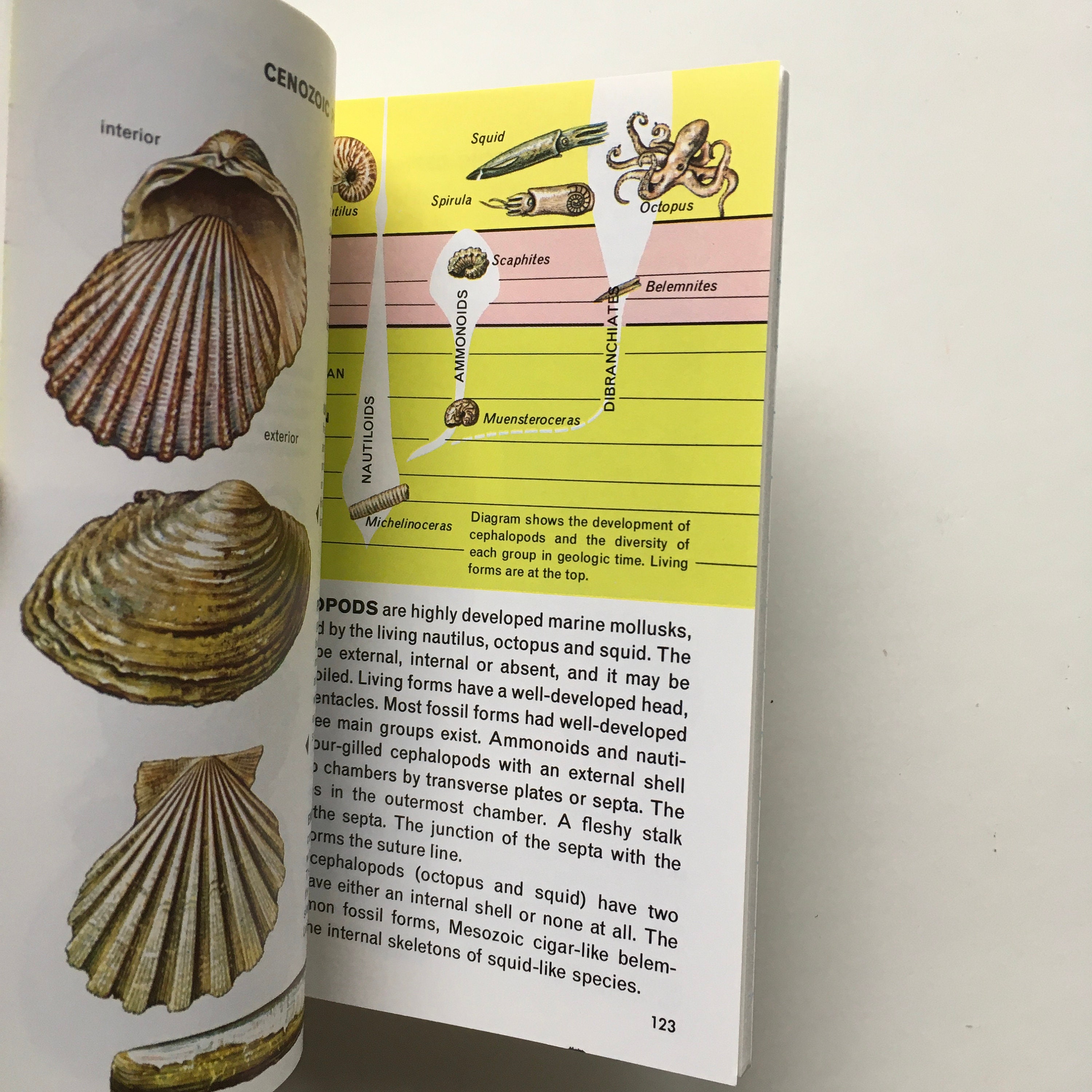 FOSSILS book / Vintage Golden Guide Softcover w/Full Color Etsy