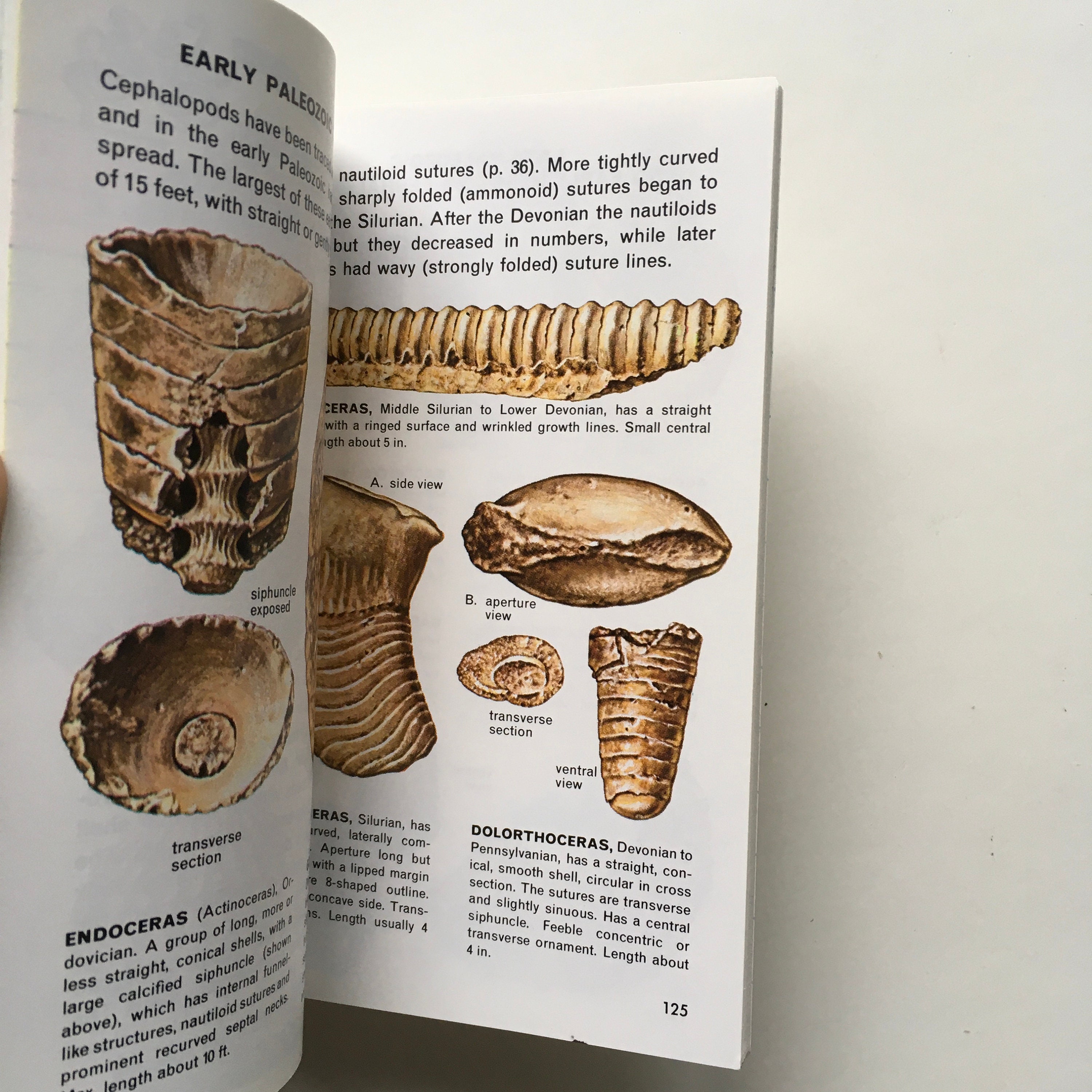 FOSSILS book / Vintage Golden Guide Softcover w/Full Color Etsy