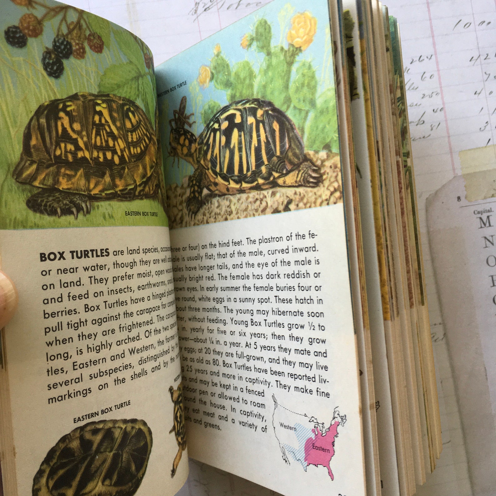 Reptile Book / Vintage Golden Guide Reptiles & Amphibians - Etsy