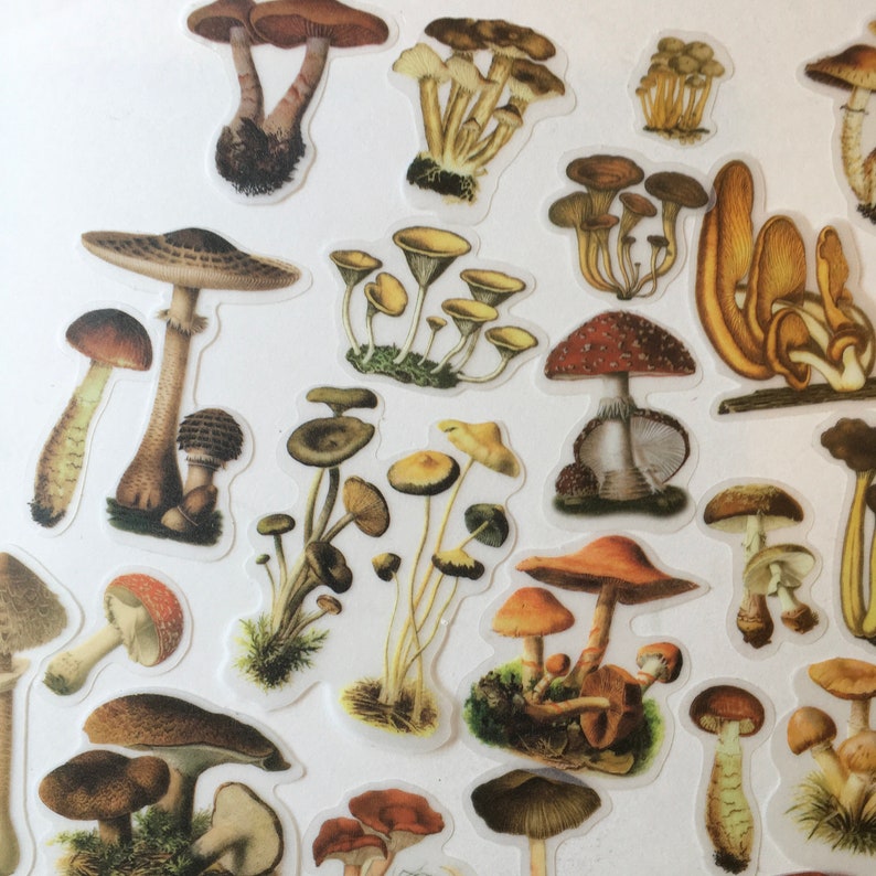 MUSHROOM Stickers / 100 Mushroom Die Cut Stickers / Vellum Etsy