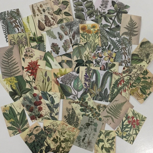 Floral Stickers / 50 Small Botanical Floral Die-cut Sticker Illustrations 2.25” x 1.75” Great for Journals, Scrapbooks