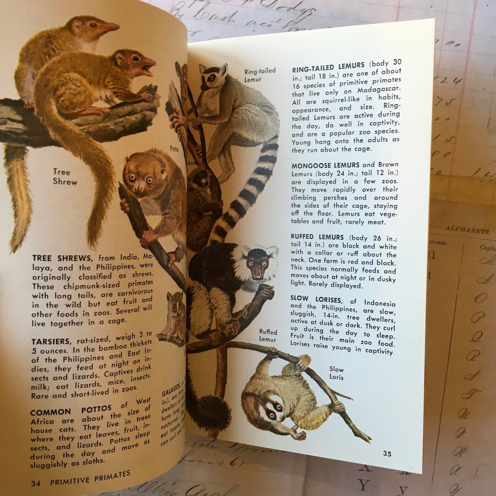 Animal Book / Vintage ZOO Animals Golden NATURE Guide 24019 Etsy