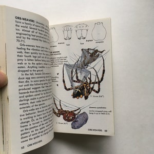 SPIDERS book / Vintage Golden Guide SPIDERS in Full Color Illustrations Softcover 1987 Good condition image 5