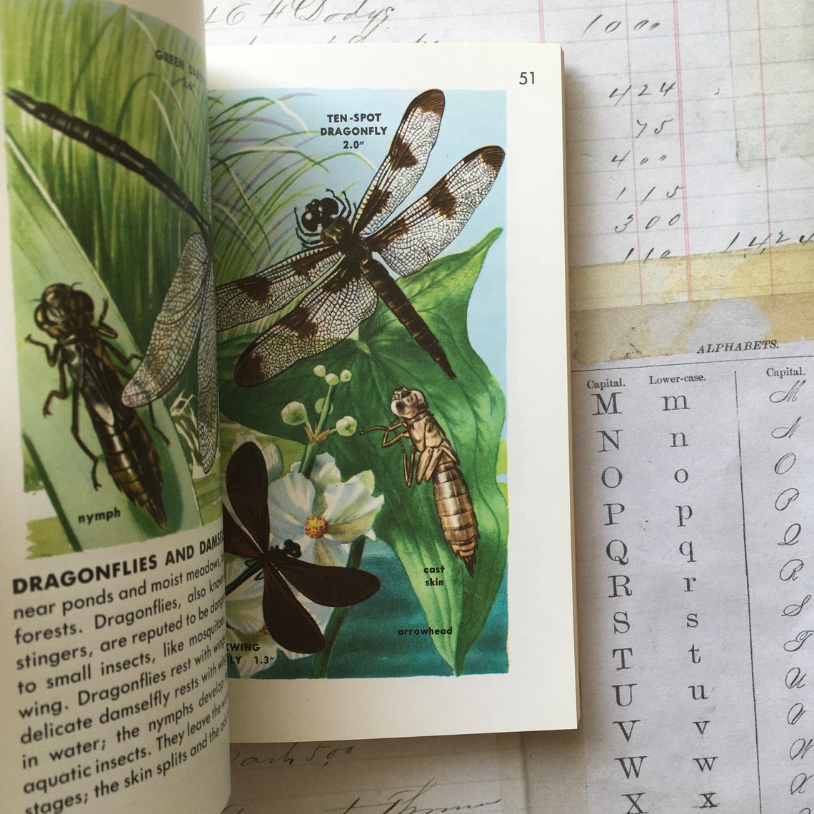 INSECTS book / Vintage INSECTS Golden Guide 240554 w/Color Etsy