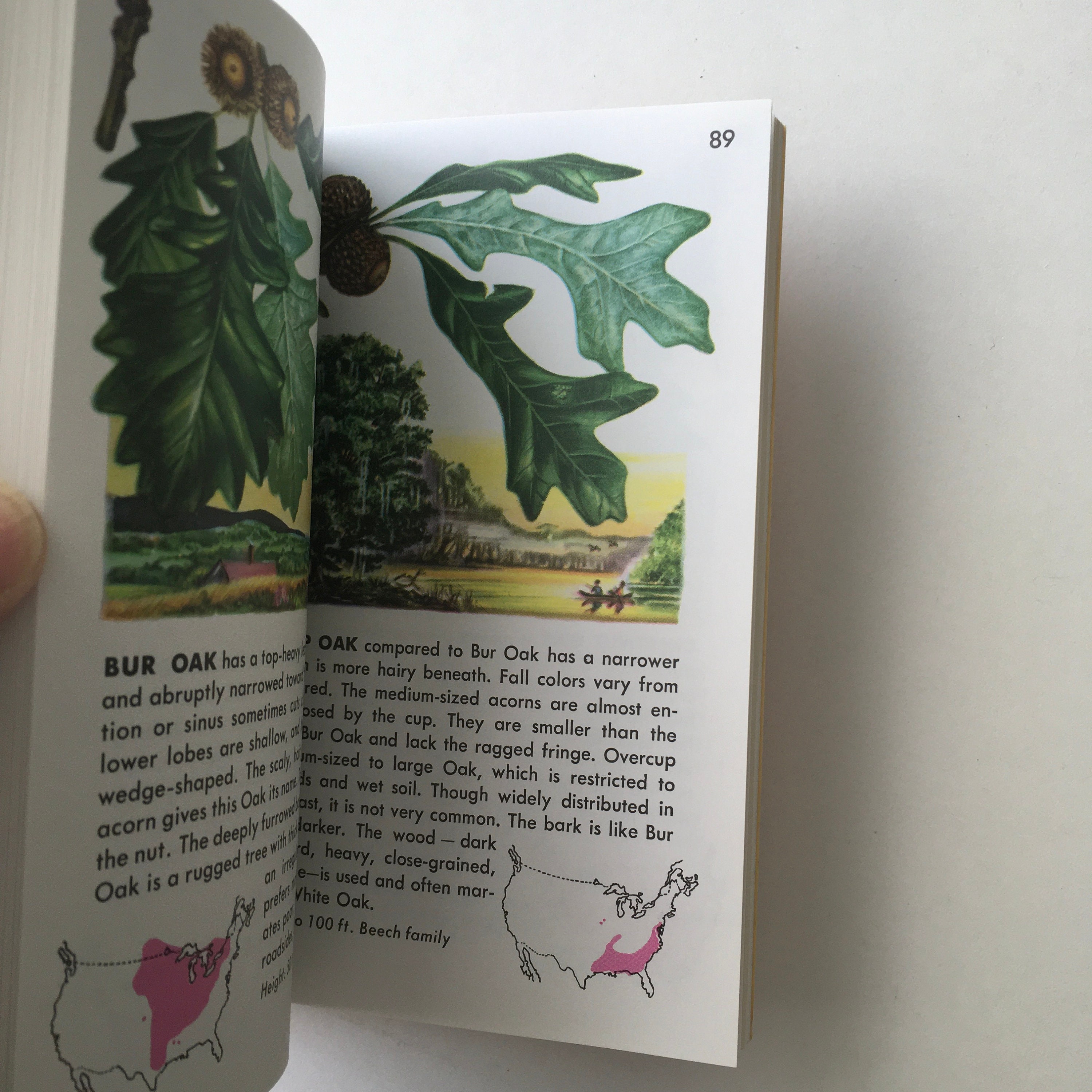 TREES Book / Vintage Golden Guide 24494 W/trees in Full Color Etsy