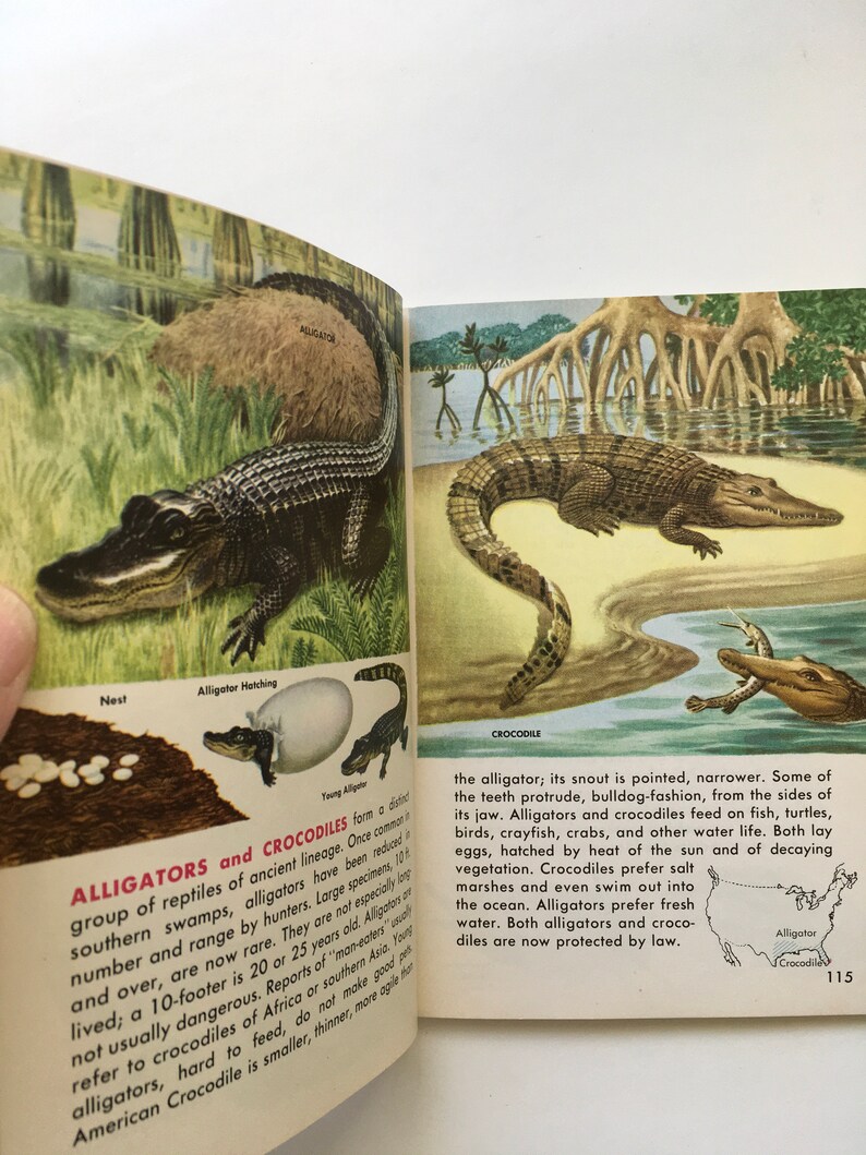 Reptile Book / Vintage Golden Guide Reptiles & Amphibians - Etsy
