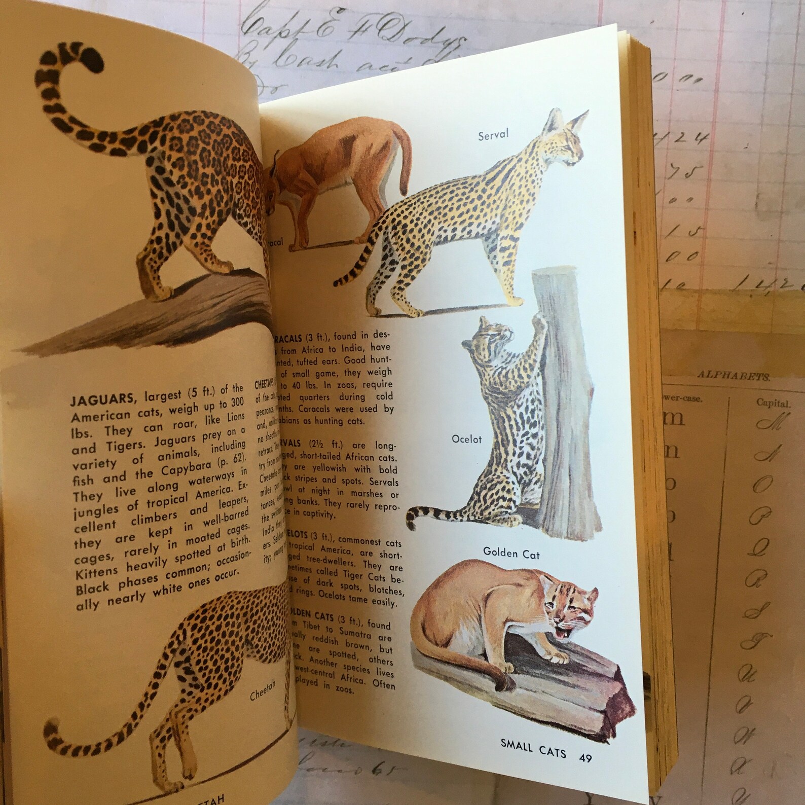 Animal Book / Vintage ZOO Animals Golden NATURE Guide 24019 Etsy
