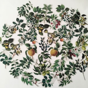 Sticker Pack / 40 pc. Vintage style Leaves & Fruits Stickers -- Great Inspiration DIY Kit for Mixed Media, Collage, Altered Art, Journals ++