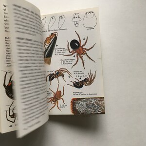 SPIDERS book / Vintage Golden Guide SPIDERS in Full Color Illustrations Softcover 1987 Good condition image 8