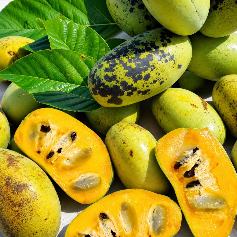 5 Paw Paw Tree Seeds (asimina Triloba), North American Custard Apple ...