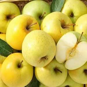 1 planta/träd (ca 1 m) - Spondias dulcis (guldäpple)