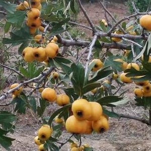 May include: A hawthorn tree branch laden with numerous small, round, golden-yellow fruits. The clusters of fruit are interspersed with green, lobed leaves and thin, woody stems, showcasing the natural growth pattern of the hawthorn plant.