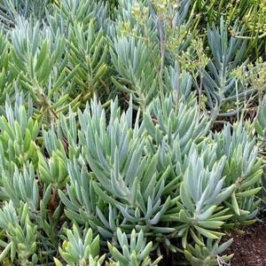 May include: A cluster of blue-green Senecio mandraliscae succulents featuring elongated, finger-like leaves arranged in dense rosettes. The plants display a powdery, glaucous texture with some stems producing small, pale yellow flower clusters.