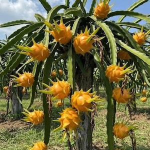1 stickling - drakfrukt (pitaya, pitahaya) *ätlig gul