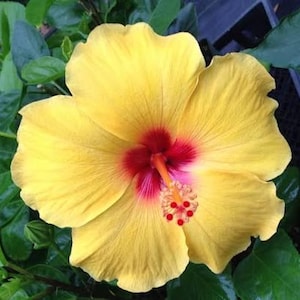 May include: A vibrant yellow hibiscus flower with five broad, rounded petals. The center of the bloom features a deep red throat that transitions into a bright orange stamen, topped with small, distinct red-tipped pollen-bearing anthers.