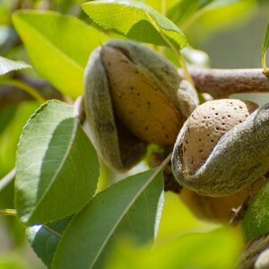 May include: Two almonds in their green, fuzzy outer hulls hanging from a tree branch. The hulls are partially split open, revealing the light brown, textured, hard shells of the almonds inside, surrounded by bright green, pointed leaves.