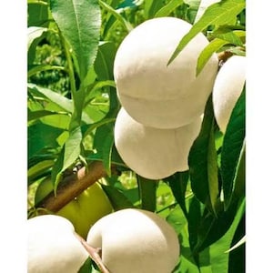 Può includere: Diverse pesche rotonde di colore bianco pallido con una buccia morbida e vellutata appese al ramo di un albero. Il frutto è circondato da foglie verdi appuntite e sottili rami marroni, che ritraggono le pesche nel loro ambiente naturale.