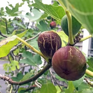 Può includere: Due fichi maturi di colore viola scuro con visibili motivi di screpolature chiare sulla buccia, appesi a un ramo marrone, accompagnati da un fico verde più piccolo non ancora maturo e diverse grandi foglie verdi lobate su un fico all'aperto.