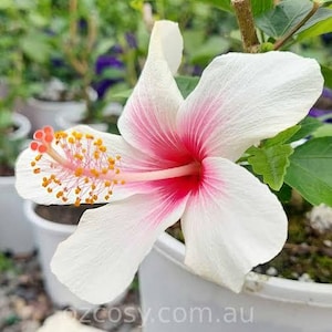 May include: A white hibiscus flower with a vibrant pink center and a prominent stamen featuring orange pollen. The flower has five broad, delicate petals with visible veining, extending from a central column. The plant is potted in a white container.