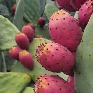 Pode incluir: Uma planta de figueira-da-índia com numerosos frutos de cor magenta vibrante que crescem em raquetes suculentas espessas, planas e verdes. Os frutos ovais estão cobertos por pequenos pontos escuros e têm uma textura carnuda.