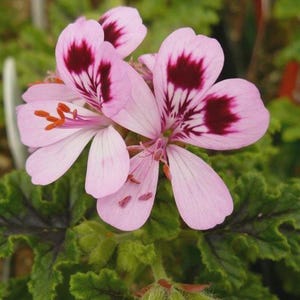 Può includere: Un gruppo di fiori di geranio rosa chiaro con cinque petali ciascuno, caratterizzati da macchie bordeaux scuro alla base dei petali superiori e stami arancioni. I fiori sono circondati da foglie verdi strutturate e seghettate.