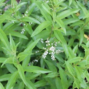 Può includere: Una pianta di verbena odorosa con foglie verde brillante, allungate e appuntite, disposte in verticilli lungo i fusti. Piccoli e delicati fiori bianchi sbocciano in grappoli al centro del fogliame, mostrando una consistenza botanica naturale.