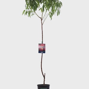 Pode incluir: Um pessegueiro jovem com um tronco castanho fino e folhas verdes, plantado num vaso de viveiro de plástico preto. Uma etiqueta retangular com uma imagem de pêssegos vermelhos e o texto 'Peach Atlas' está presa ao caule principal.
