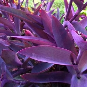 Op de afbeelding: Een cluster van levendige paarse Tradescantia pallida-bladeren, ook bekend als purperblad. Het gebladerte heeft langwerpige, puntige vormen met een diepe, verzadigde violette tint en gladde, matte texturen die dicht op elkaar staan.