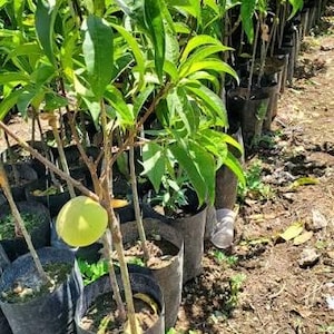May include: A young peach tree sapling growing in a black plastic nursery bag. The tree features slender branches with vibrant green, lance-shaped leaves and a single, round, pale yellow-green peach fruit hanging from a lower branch.