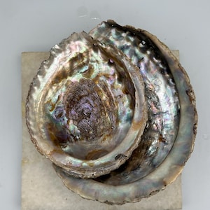 May include: Two stacked abalone shells featuring a highly iridescent, pearlescent interior with swirling hues of purple, green, and blue. The shells have a rough, textured outer edge and a natural, organic shape with a glossy, reflective finish.