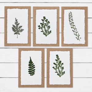 May include: A set of five rectangular cards featuring pressed green botanical specimens on white paper with deckled edges, mounted on brown cardstock frames. Each card displays a different plant variety, including ferns and leafy stems.