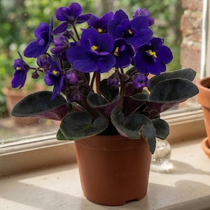 Puede incluir: Una planta de violeta africana en maceta con flores de color púrpura intenso de cinco pétalos y centros de color amarillo brillante. La planta tiene hojas gruesas, de color verde oscuro, vellosas y en forma de corazón en una maceta de plástico.