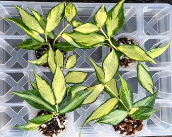 Hoya Carnosa Madara 'snow Angel' | Rooted Plant Growing in 3oz Cup