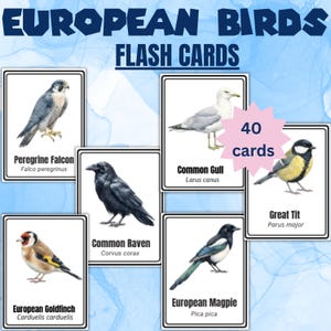 May include: A set of 40 educational flash cards titled EUROPEAN BIRDS FLASH CARDS. Each card features a realistic illustration of a bird with its common name and scientific name printed below. Species include the Peregrine Falcon, Common Gull, Common Raven, Great Tit, European Goldfinch, and European Magpie.