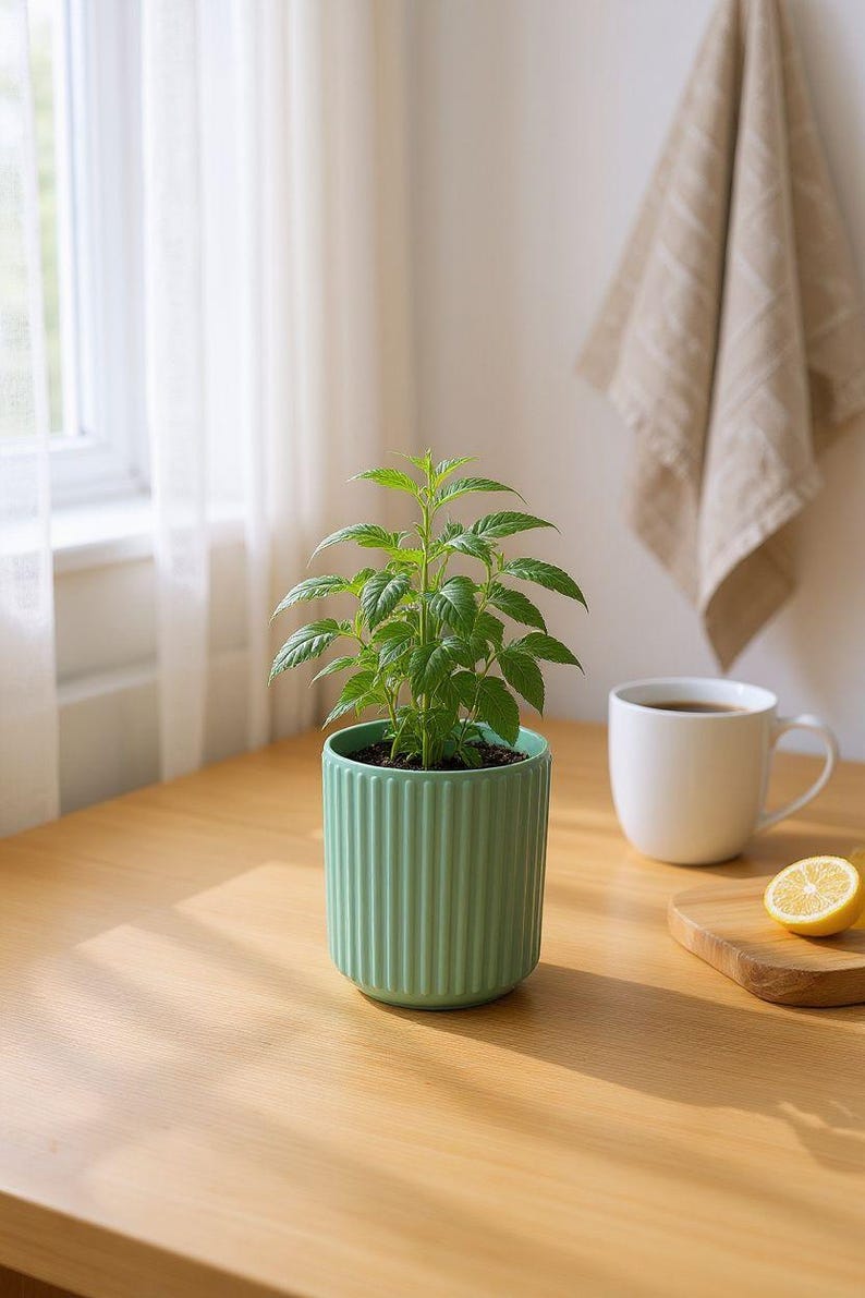 May include: A small green plant with serrated leaves potted in a cylindrical, vertically ribbed light green ceramic planter. The plant is centered, displaying vibrant green foliage with a distinct texture, housed in a container with a smooth rim.
