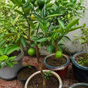 Op de afbeelding: Een citrusboom in een pot met een slanke bruine stam en levendig groene bladeren, met drie ronde, onrijpe groene vruchten die aan de takken hangen. De boom staat in een grote, verweerde blauw-witte keramische pot met aarde.