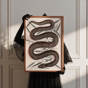 Peut inclure: Un cadre en bois rectangulaire contenant une illustration détaillée d'un grand serpent sombre et sinueux sur un fond crème avec un feuillage botanique. Le serpent présente des motifs d'écailles complexes et un ventre rose rougeâtre.