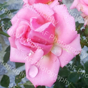 Sparkling Pink Rose Close Up | Dew Drops Floral Wall Art | Nature Photography Digital Download