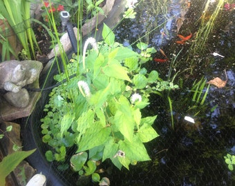 Live Hardy Lizard Tail Pond Plant