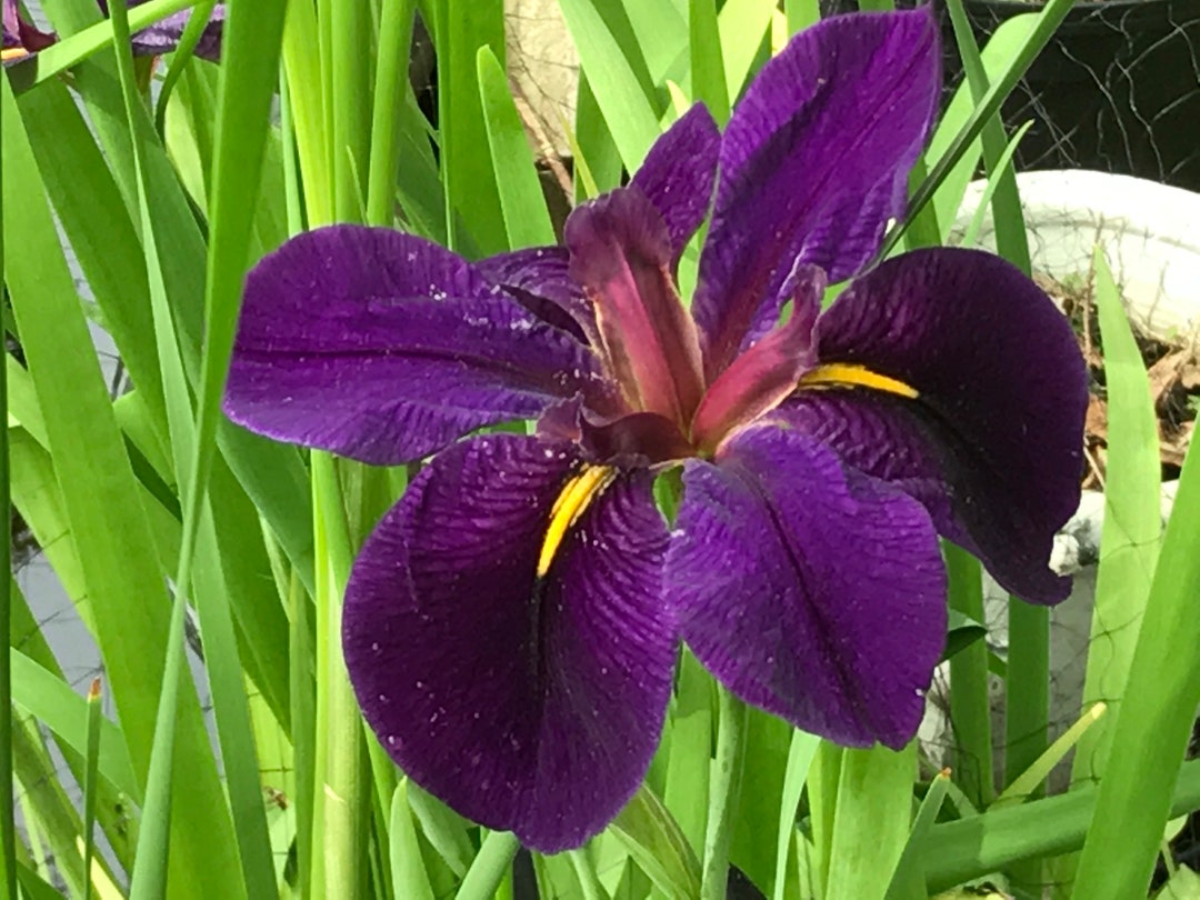 Live Hardy Purple Iris Pond Water Plant Etsy